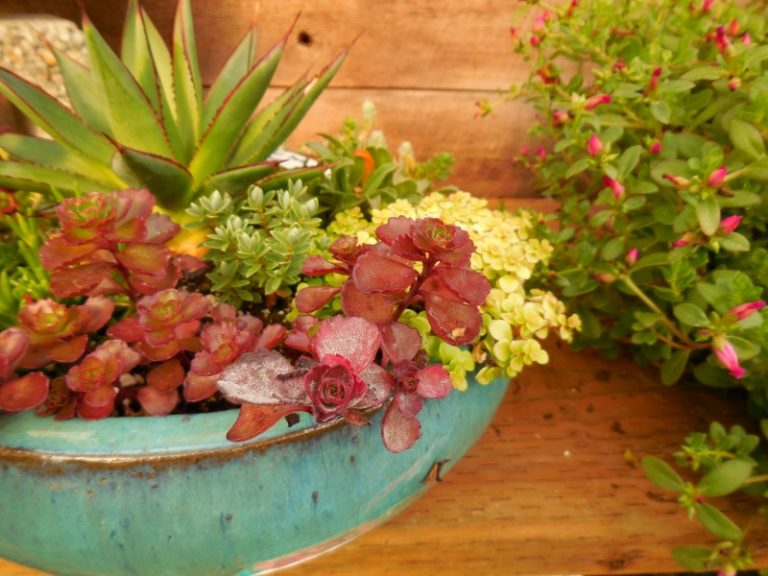 Nursery Des Moines Zenith Holland Nursery