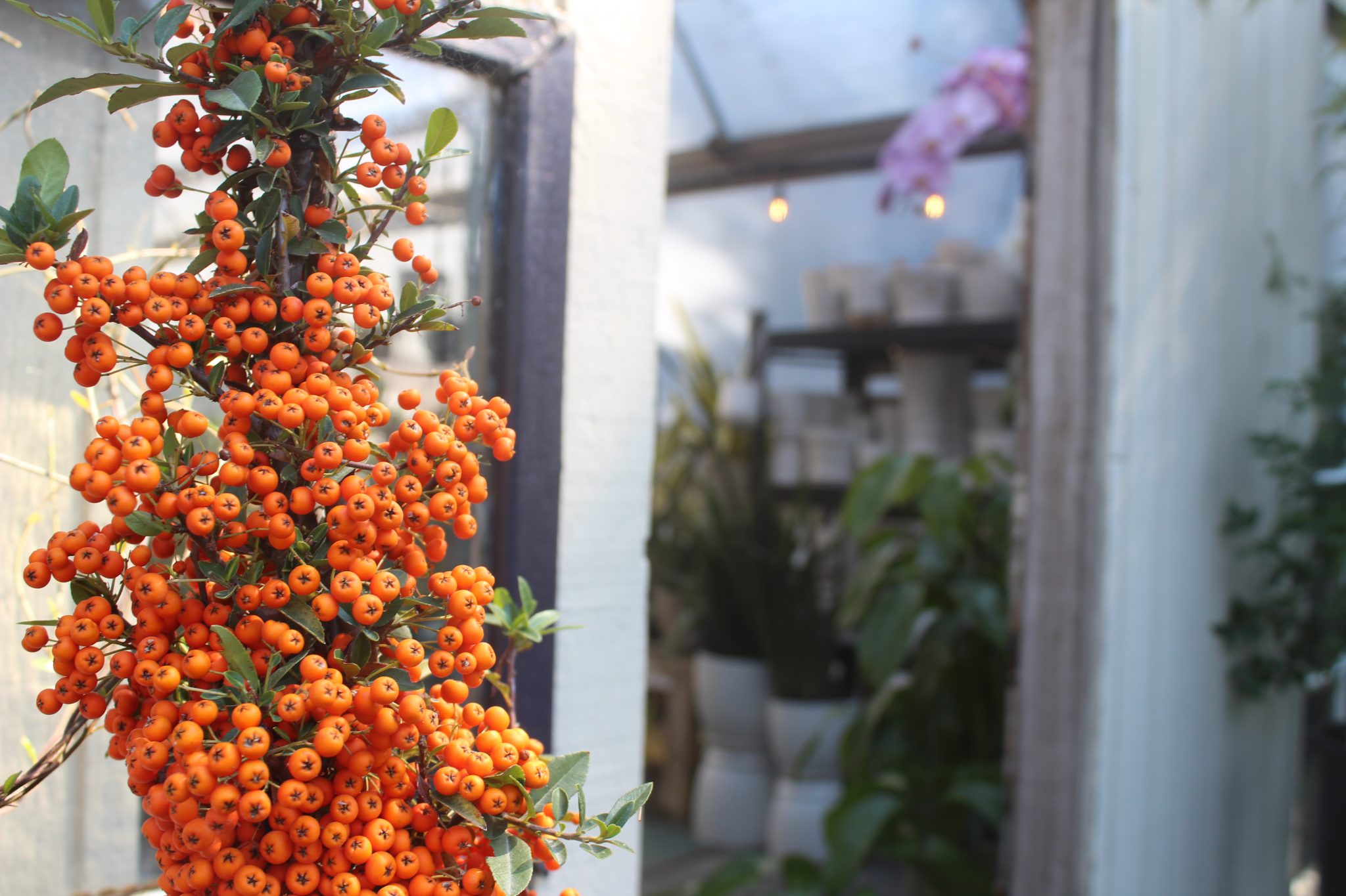 Nursery Des Moines Zenith Holland Nursery