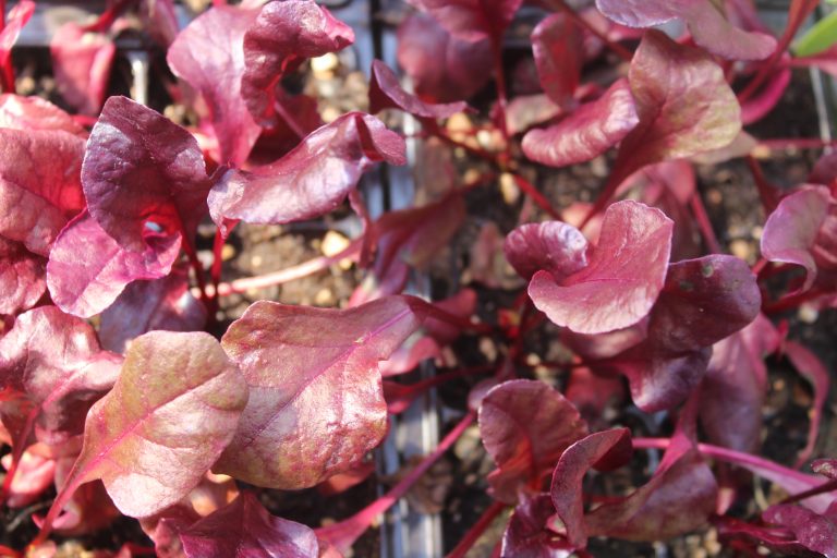 Nursery Des Moines Zenith Holland Nursery