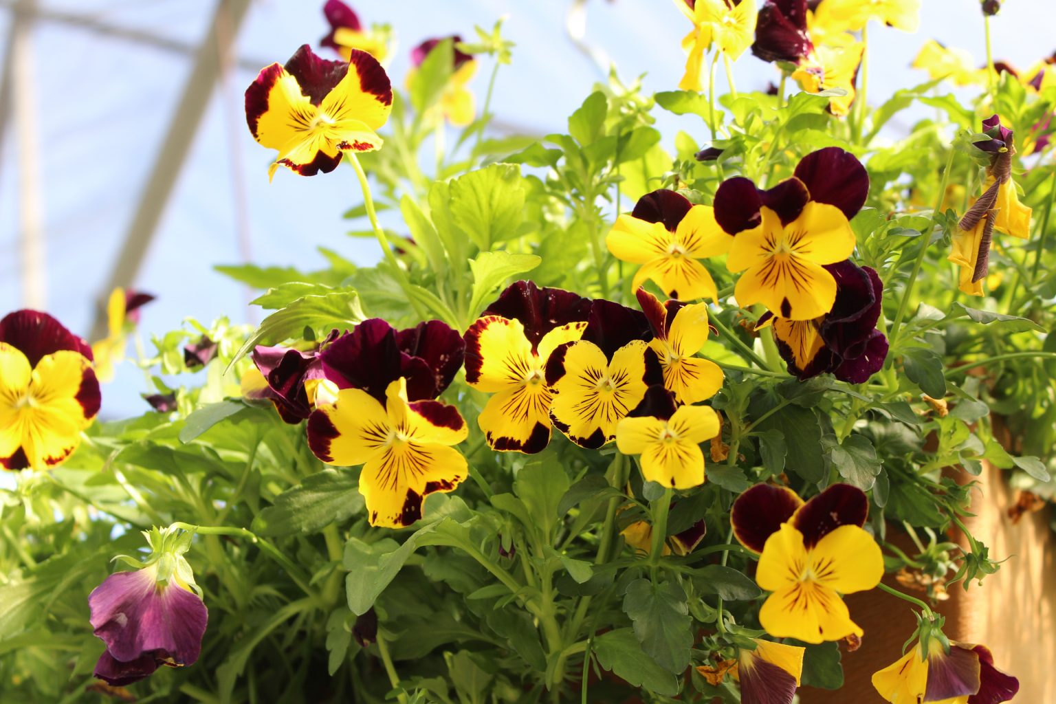 Nursery Des Moines Zenith Holland Nursery